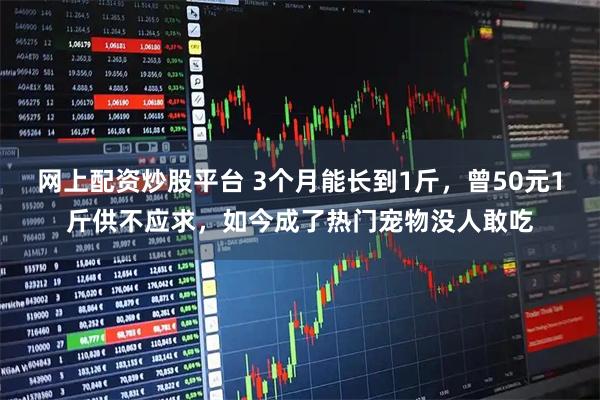 网上配资炒股平台 3个月能长到1斤，曾50元1斤供不应求，如今成了热门宠物没人敢吃